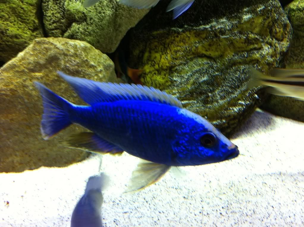 Cichlid-Forum • Sciaenochromis Fryeri "Iceberg"
